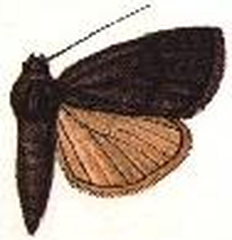 Amphipyra atronitens