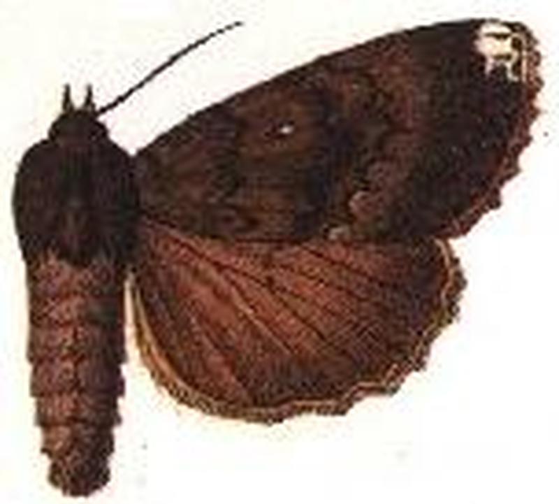 Amphipyra schrenci