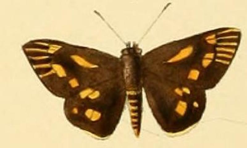 Ampittia capenas