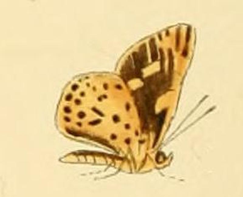 Ampittia capenas1