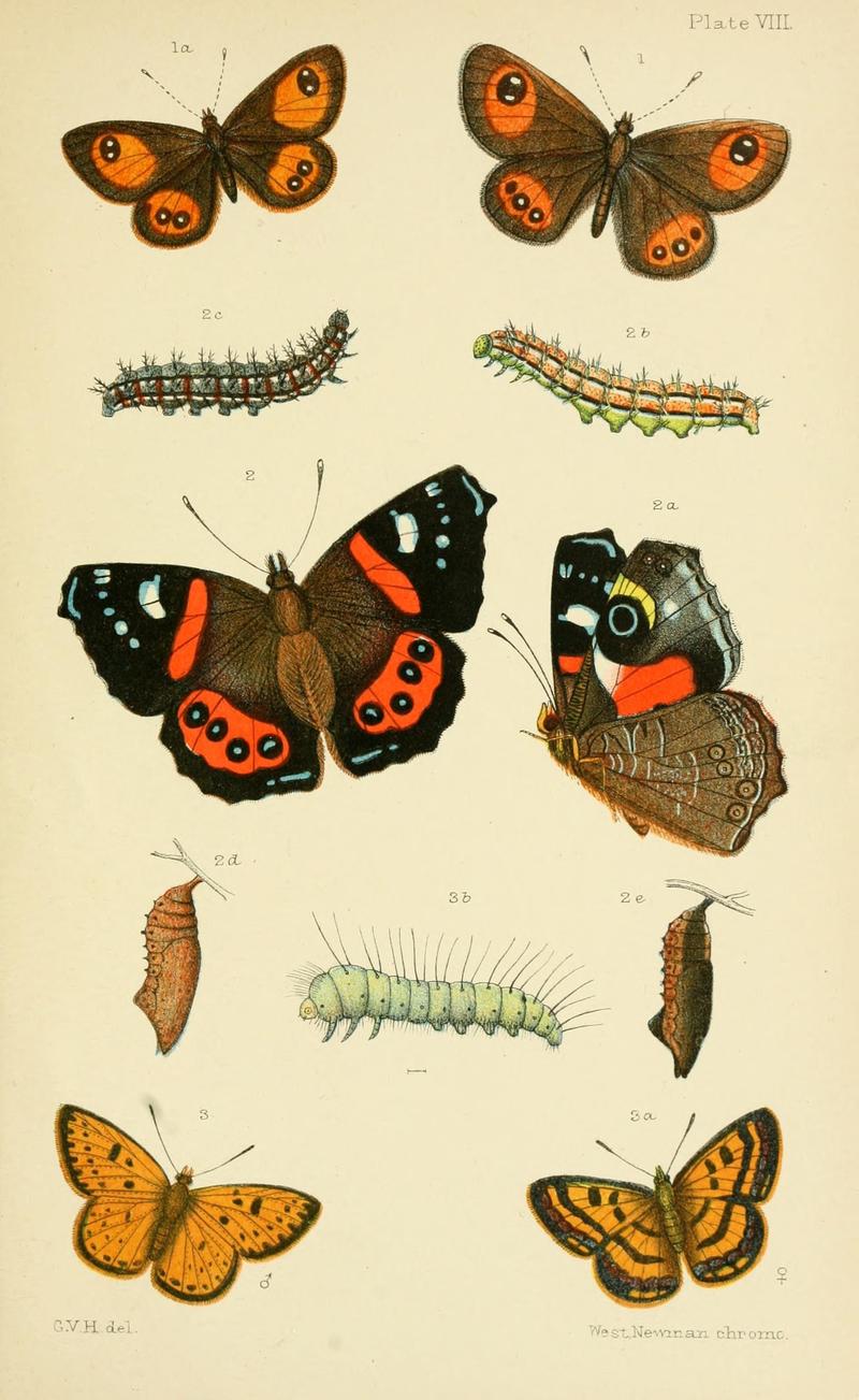 An elementary manual of New Zealand entomology (Plate VIII) (6809656680)