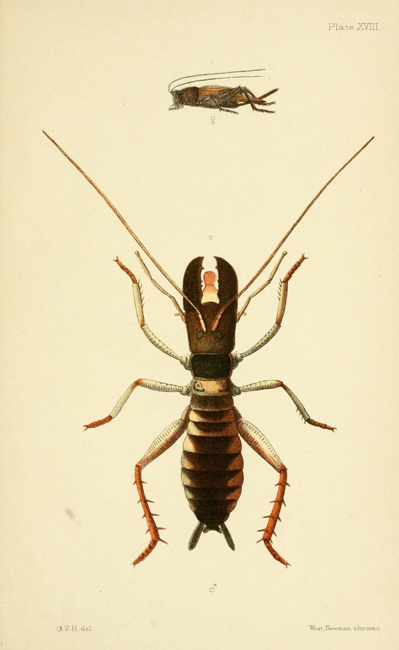An elementary manual of New Zealand entomology (Plate XVIII) (6955772729)