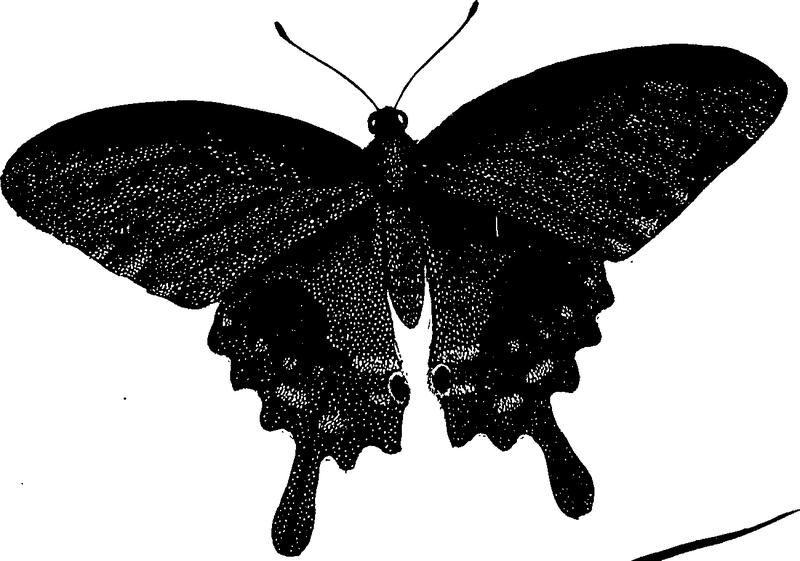 An epitome of the natural history of the insects of China- comprising figures and descriptions of Upwards of One Hundred New Fleuron T102037-37