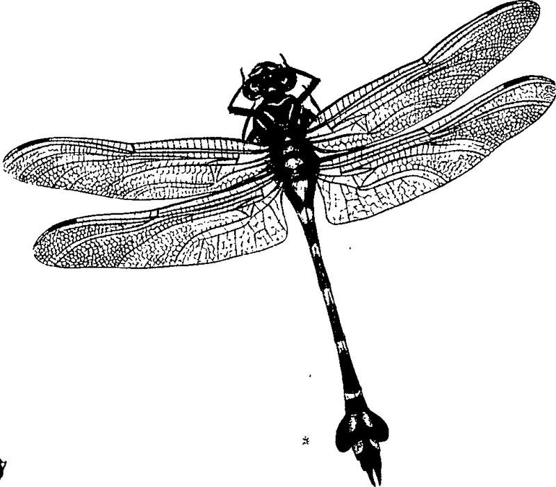 An epitome of the natural history of the insects of China- comprising figures and descriptions of Upwards of One Hundred New Fleuron T102037-52