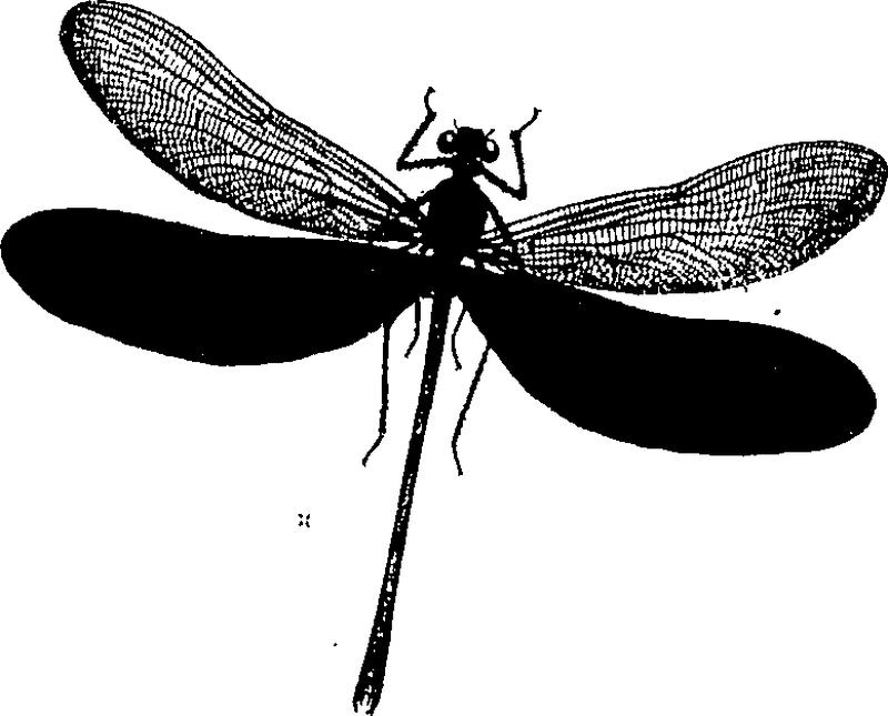 An epitome of the natural history of the insects of China- comprising figures and descriptions of Upwards of One Hundred New Fleuron T102037-54