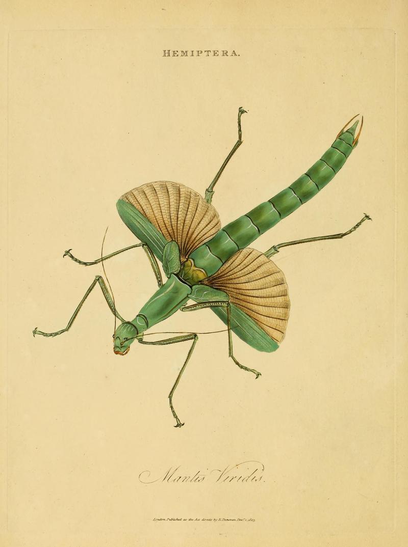 An epitome of the natural history of the insects of India (Plate 10) (7138660651)