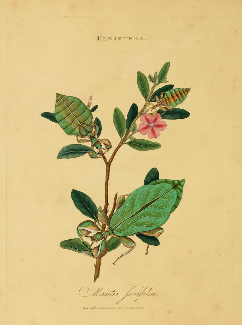 An epitome of the natural history of the insects of India (Plate 11) (6992578386)