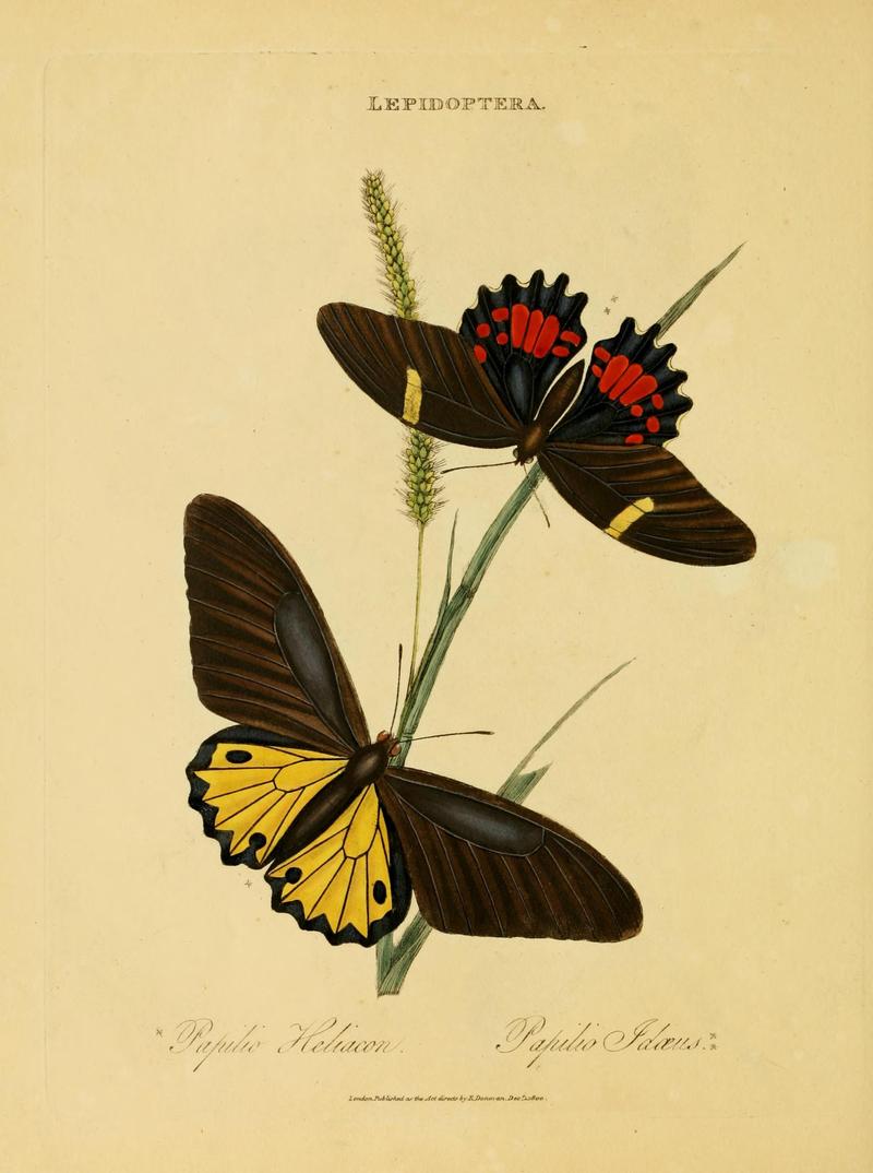 An epitome of the natural history of the insects of India (Plate 19) (7138666245)