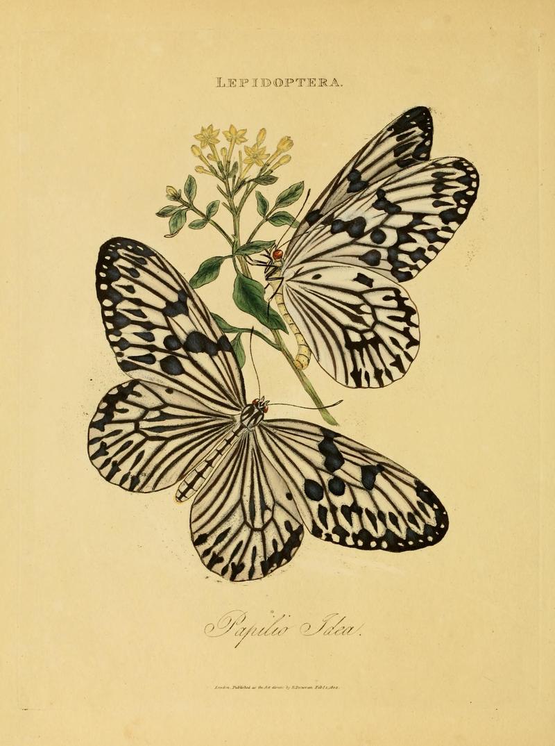 An epitome of the natural history of the insects of India (Plate 24) (6992586602)