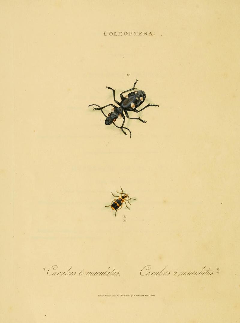 An epitome of the natural history of the insects of India (Plate 4) (7138657077)