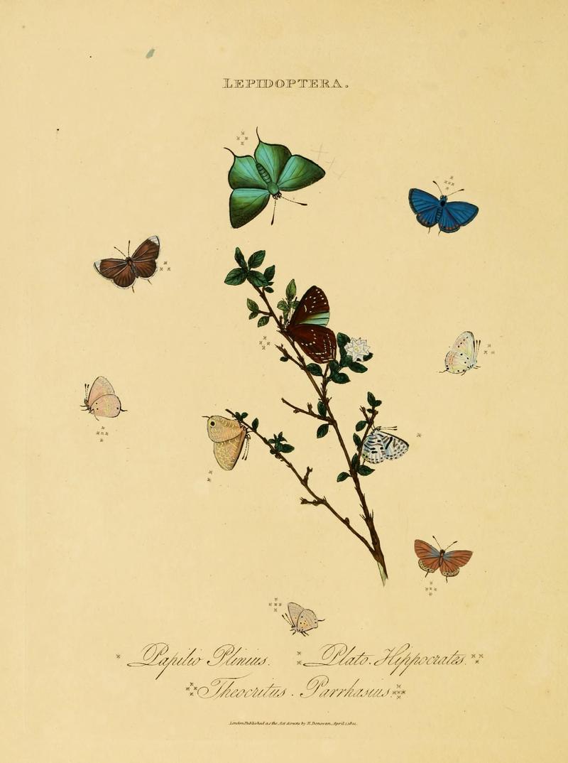 An epitome of the natural history of the insects of India (Plate 42) (6992597564)