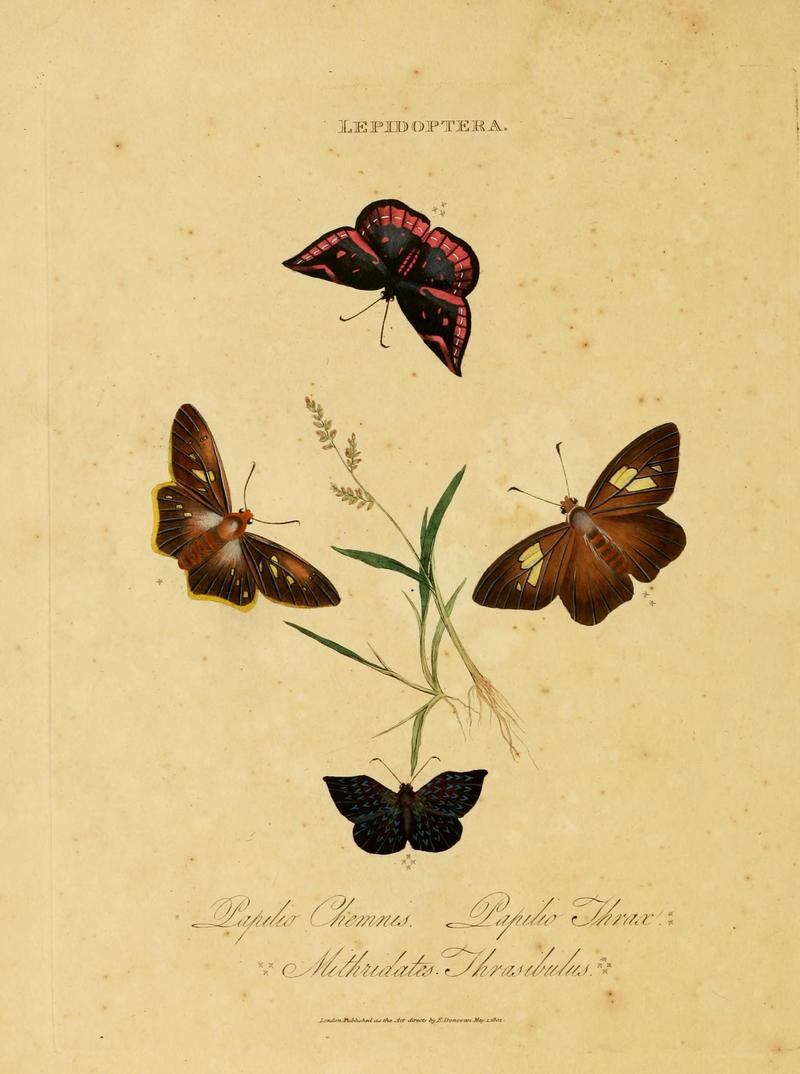 An epitome of the natural history of the insects of India (Plate 46) (7138682533)