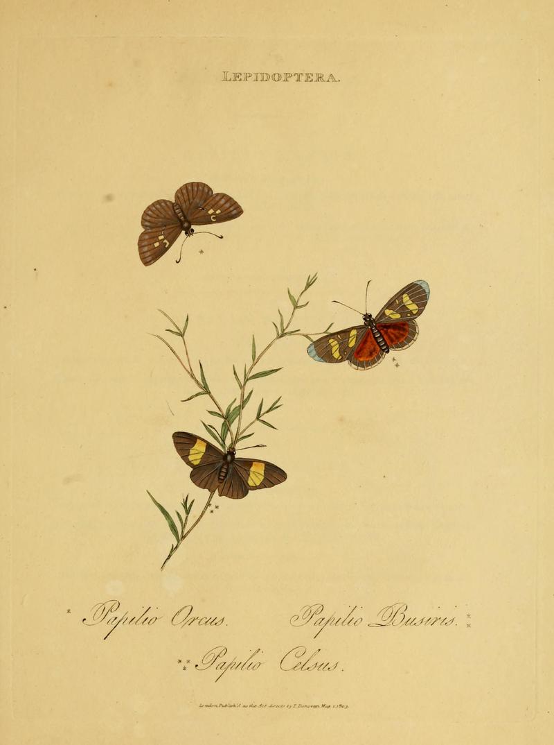 An epitome of the natural history of the insects of India (Plate 51) (6992602828)