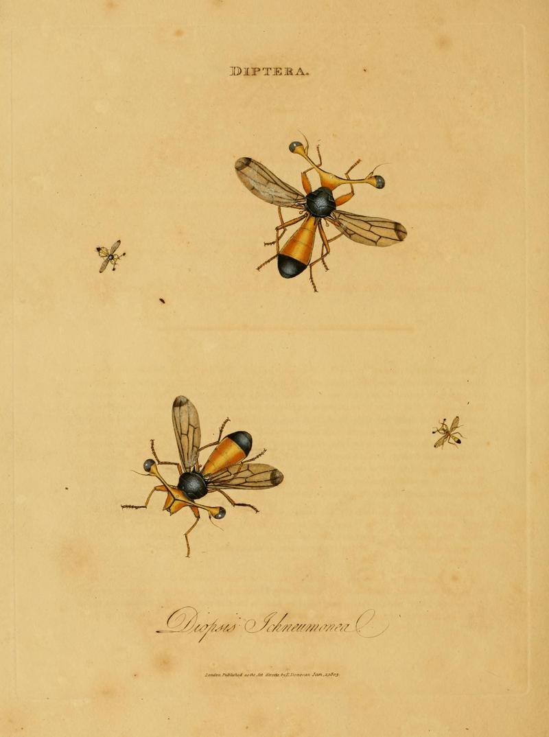 An epitome of the natural history of the insects of India (Plate 55) (6992605520)