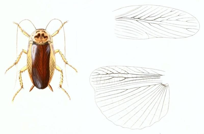 Anallacta lobata (1)