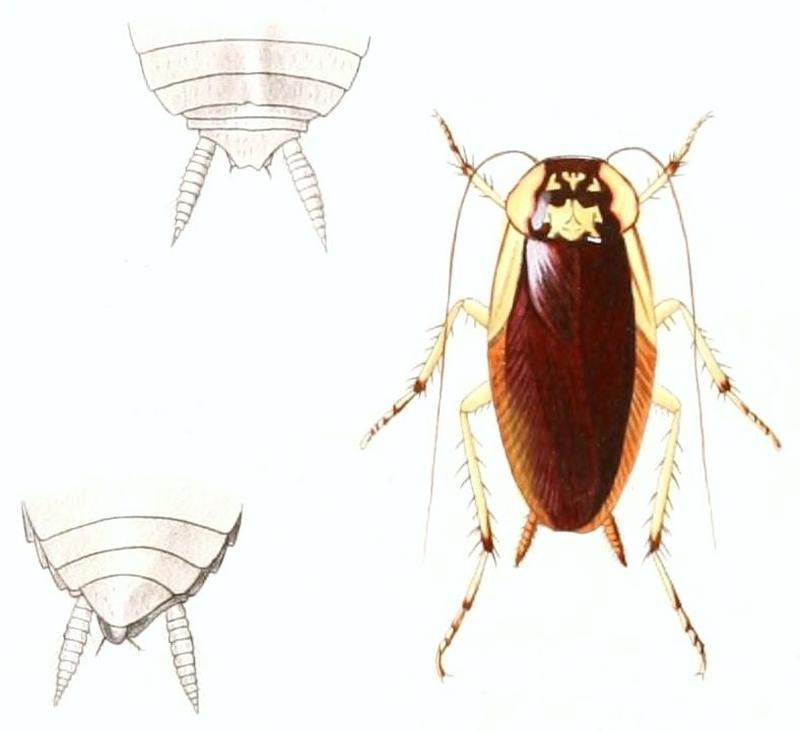 Anallacta undata (1)