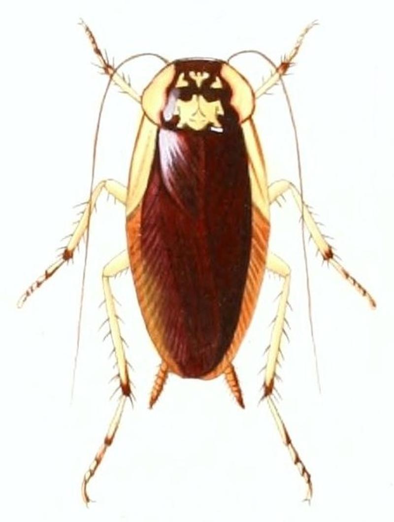 Anallacta undata (2)