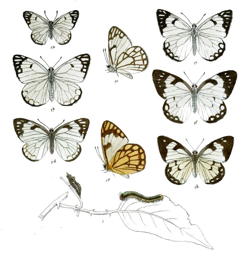 Anaphaeis mesentina 1abc male 1d female 1e male 1f g h female