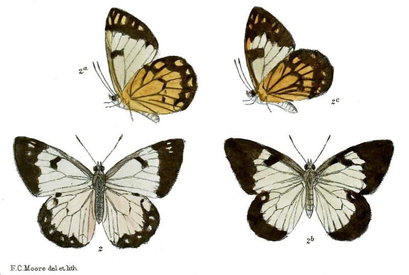 Anaphaeis taprobana 2 2a male 2b c female