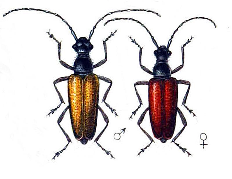 Anastrangalia dubia MF Reitter