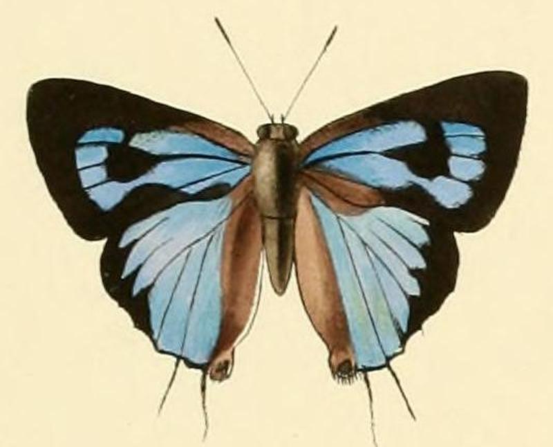 Ancema ctesia