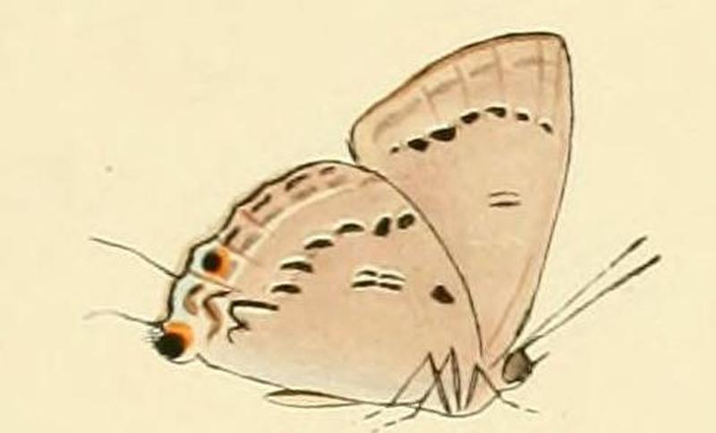 Ancema ctesia1