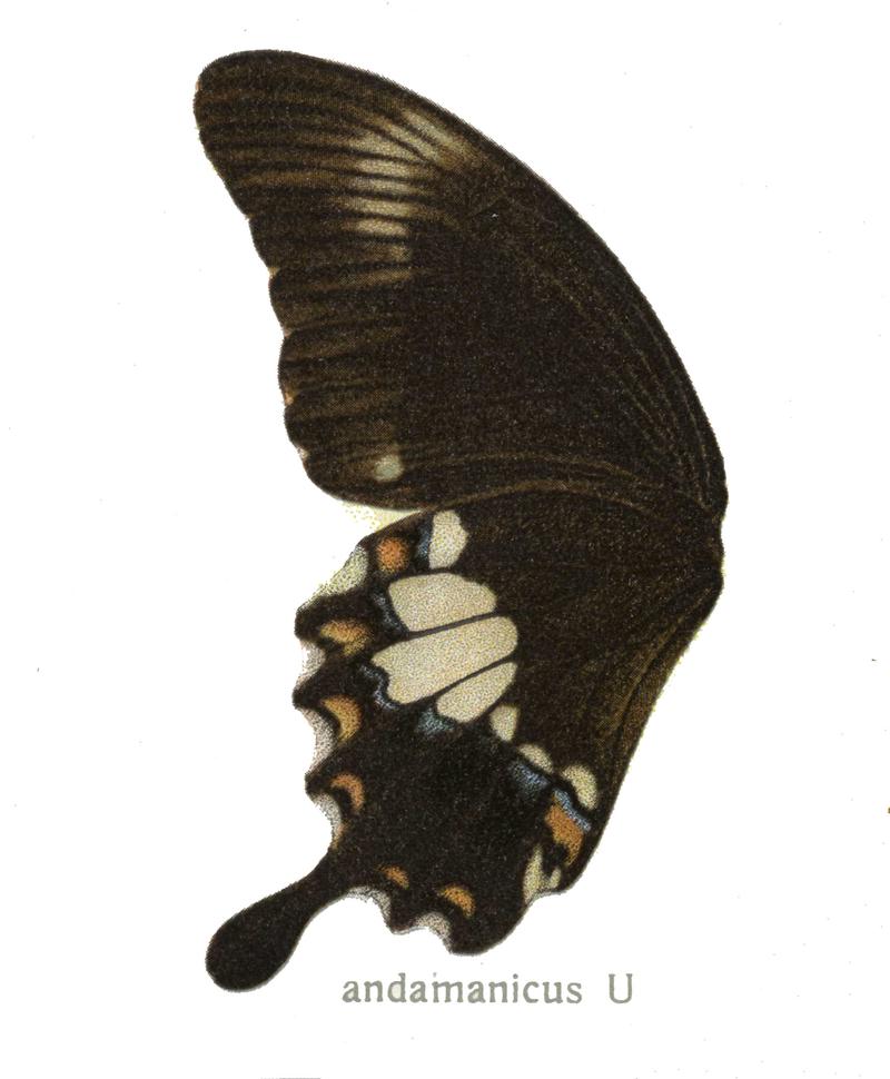 Andaman Helen underwing