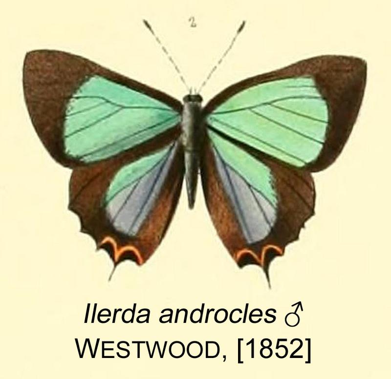 AndroclesWestwood1852OD