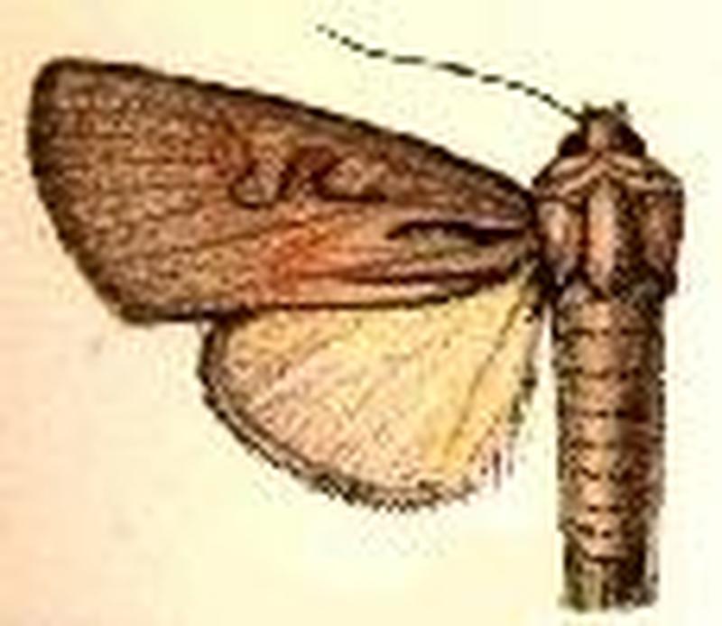 Andropolia acera