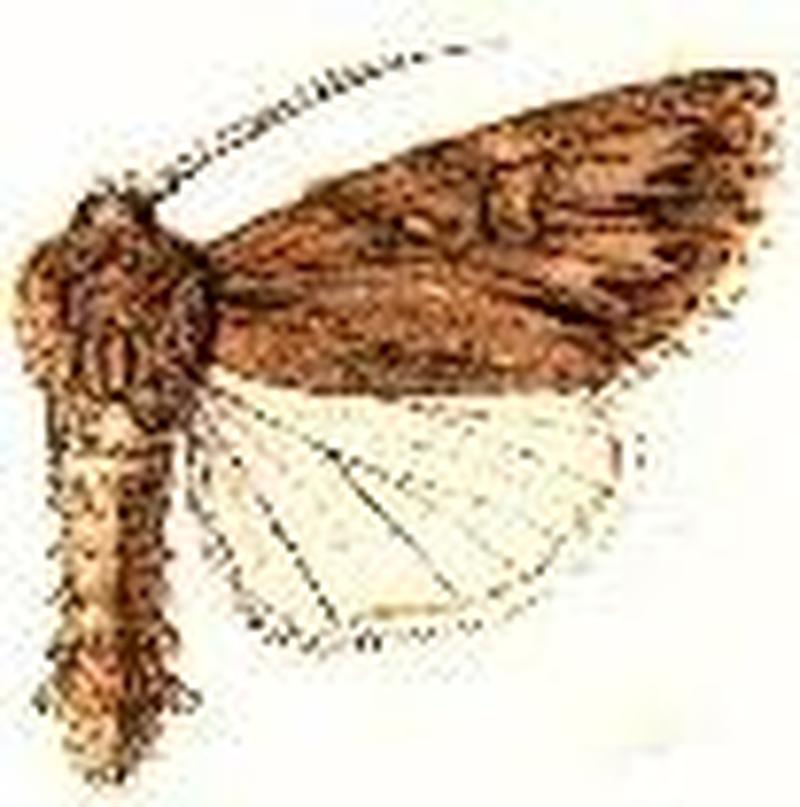 Andropolia diversilineata