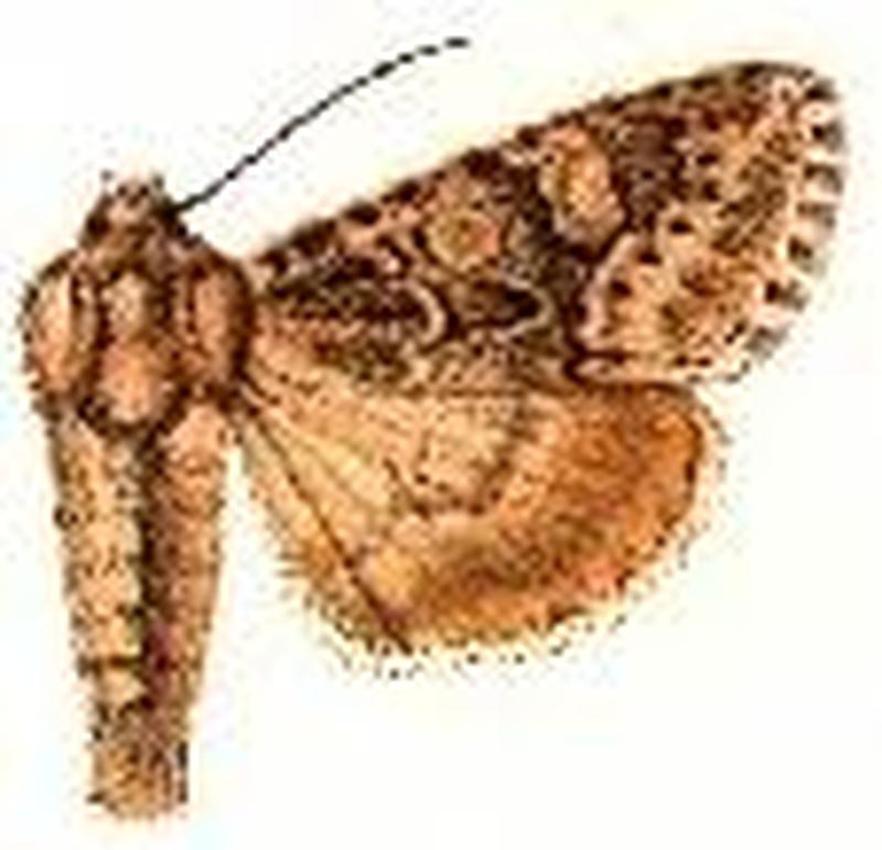 Andropolia pallifera