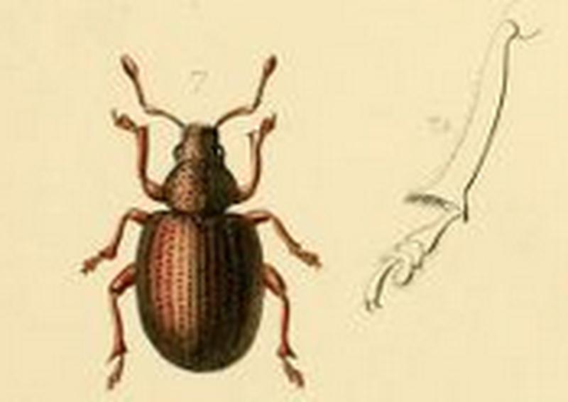 Anemophilus crassus