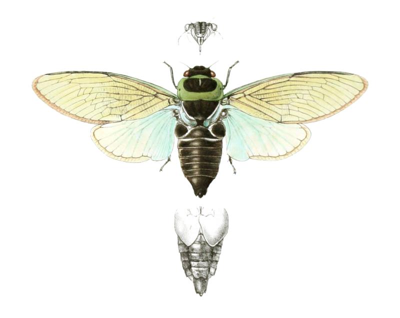 Angamiana aetherea Distant 1892