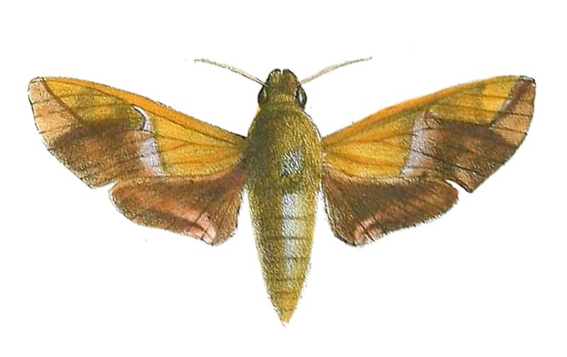 Angonyx testacea