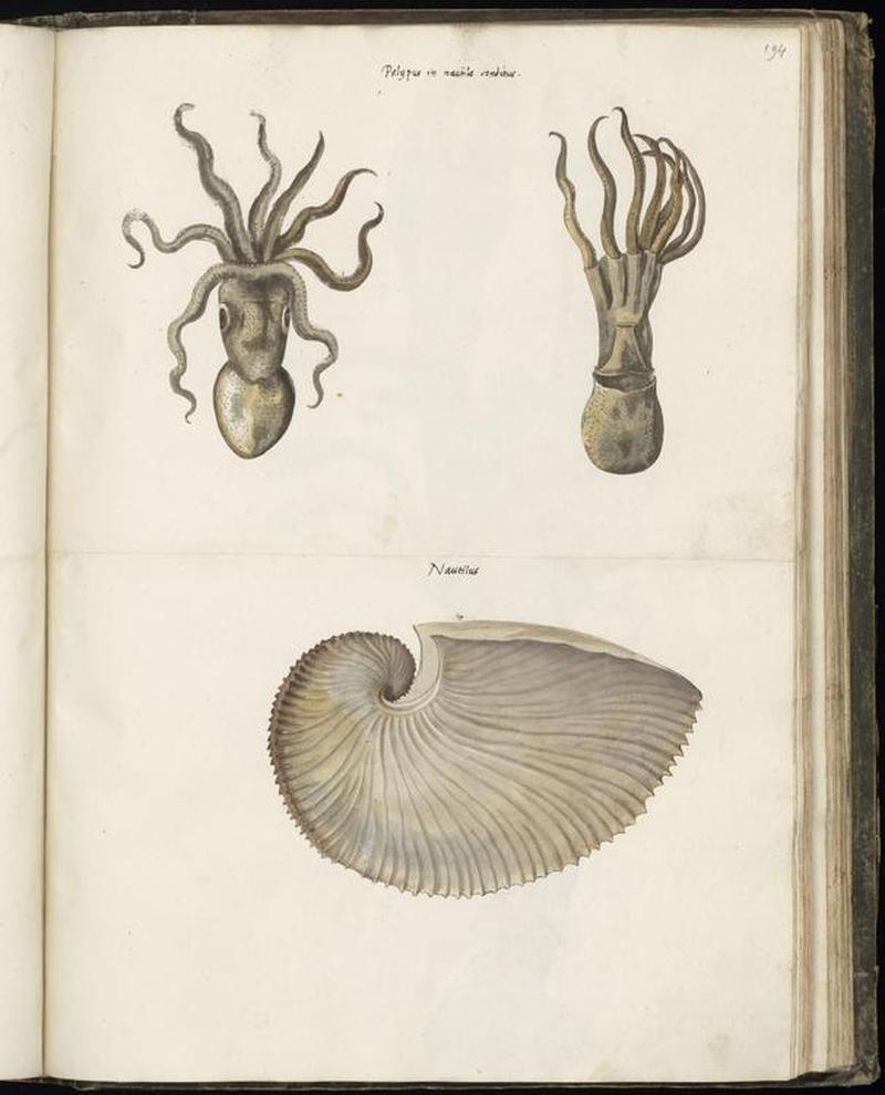 Animal drawings collected by Felix Platter, p1 - (1)