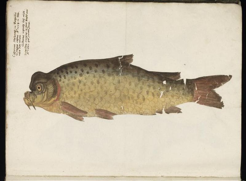 Animal drawings collected by Felix Platter, p1 - (100)