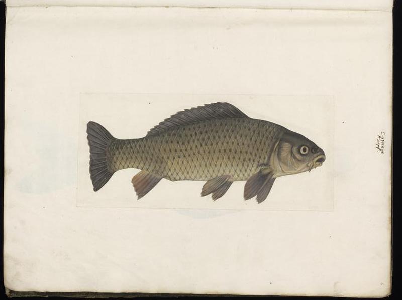 Animal drawings collected by Felix Platter, p1 - (101)