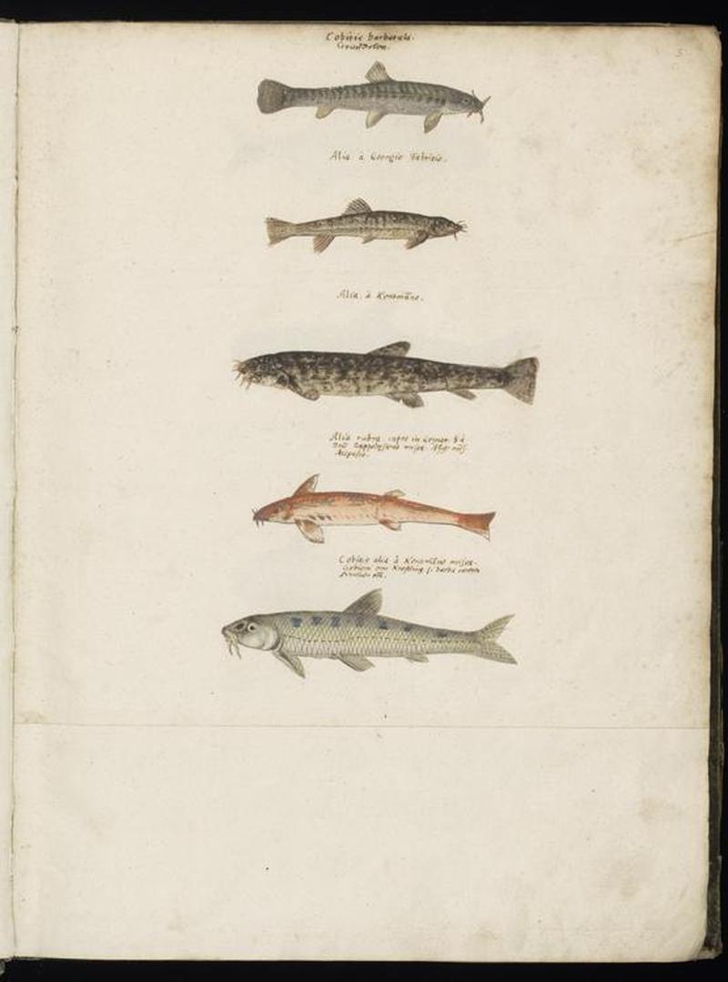 Animal drawings collected by Felix Platter, p1 - (103)