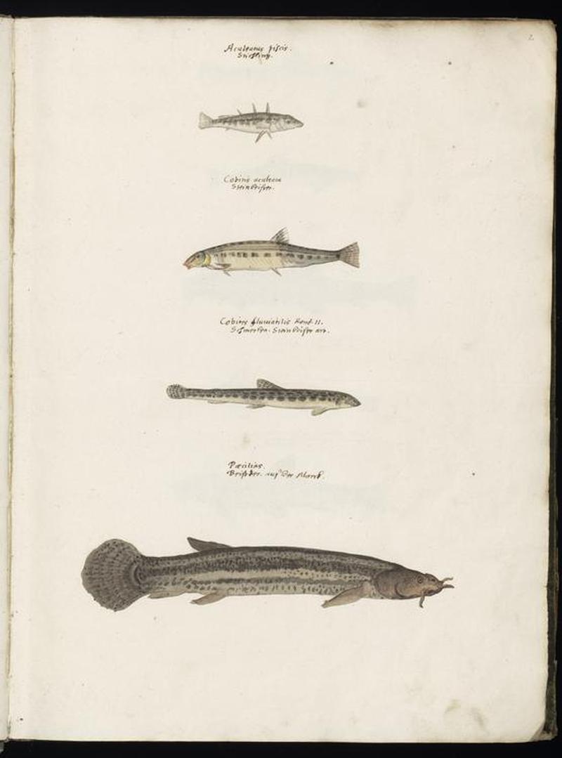 Animal drawings collected by Felix Platter, p1 - (104)