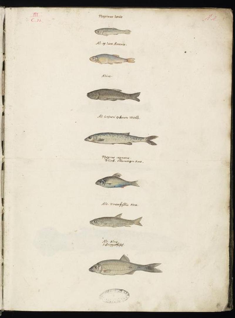 Animal drawings collected by Felix Platter, p1 - (105)