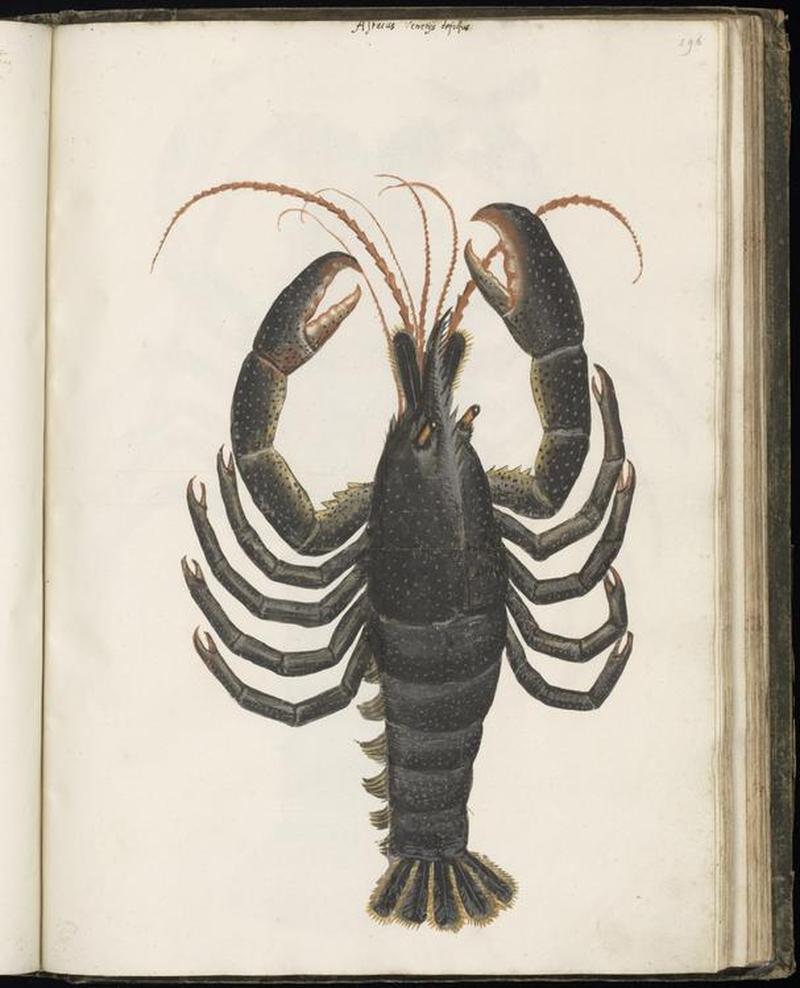 Animal drawings collected by Felix Platter, p1 - (106)