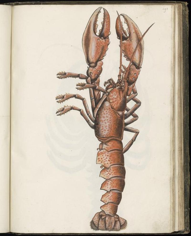 Animal drawings collected by Felix Platter, p1 - (107)