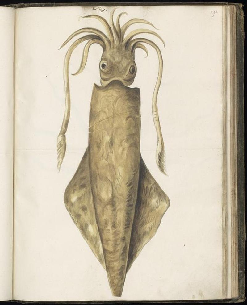 Animal drawings collected by Felix Platter, p1 - (108)