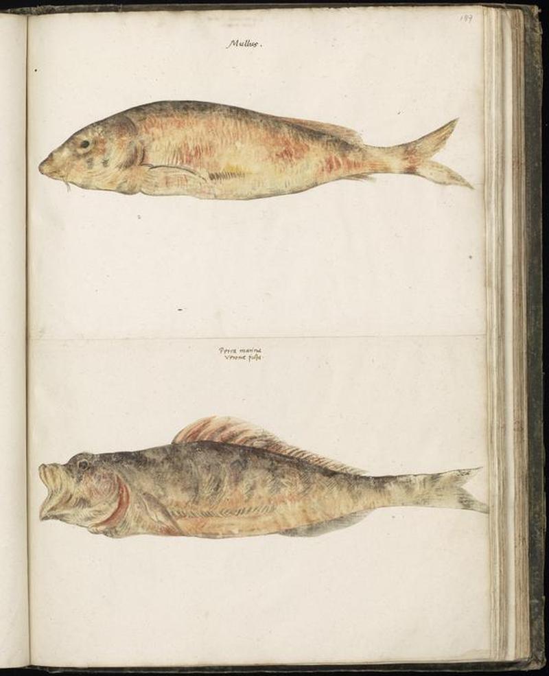 Animal drawings collected by Felix Platter, p1 - (109)