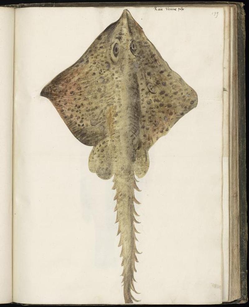 Animal drawings collected by Felix Platter, p1 - (11)