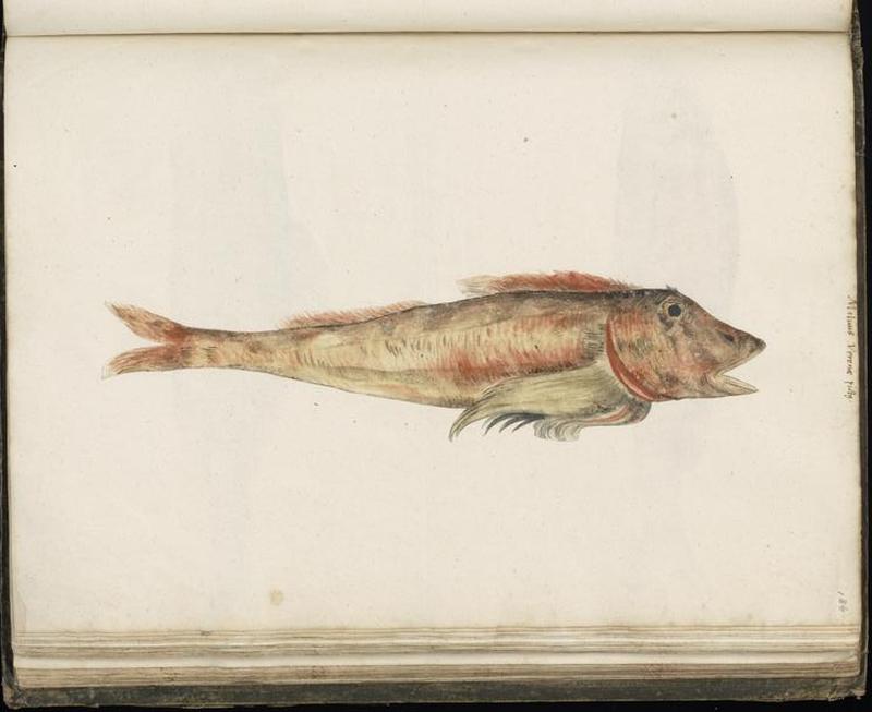 Animal drawings collected by Felix Platter, p1 - (110)