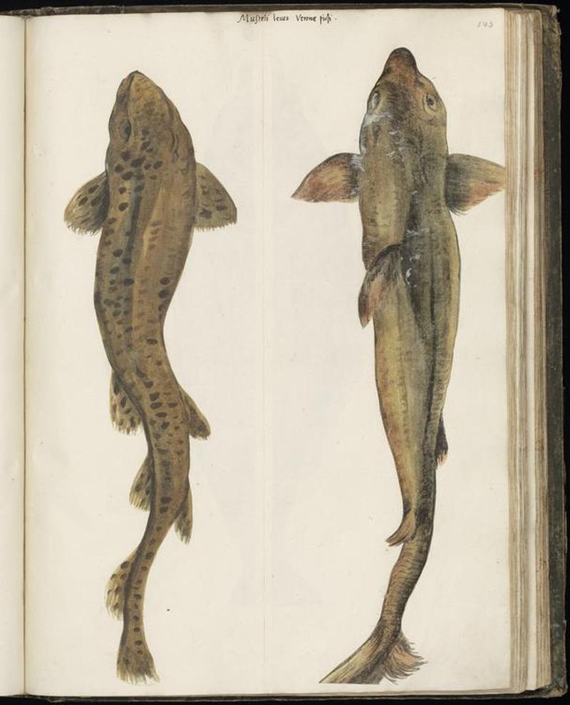 Animal drawings collected by Felix Platter, p1 - (111)