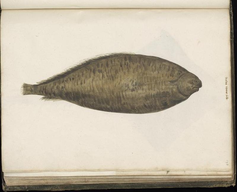 Animal drawings collected by Felix Platter, p1 - (112)