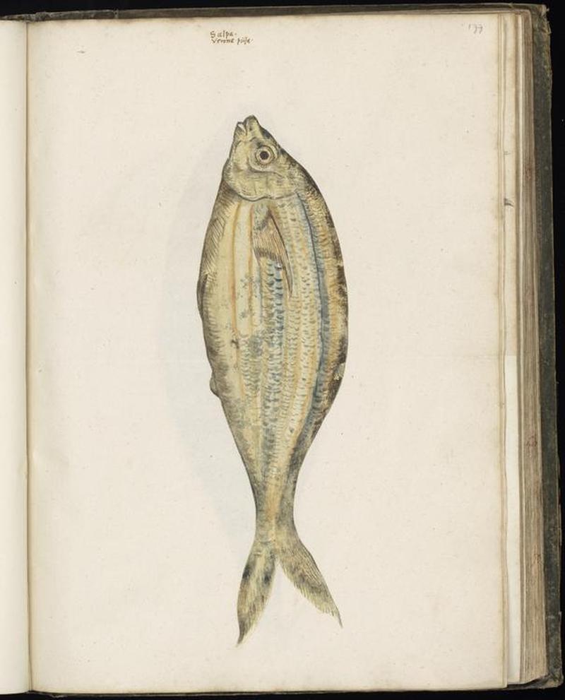 Animal drawings collected by Felix Platter, p1 - (113)