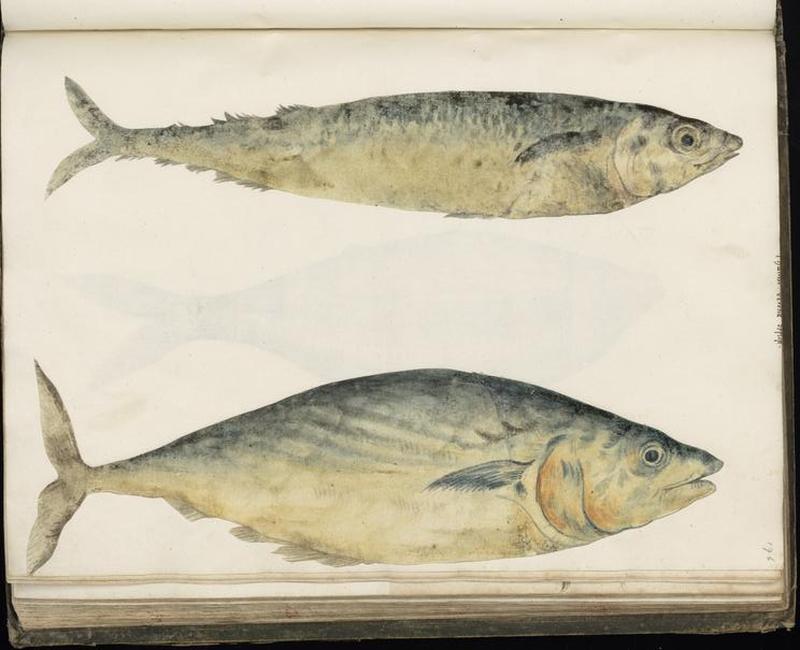 Animal drawings collected by Felix Platter, p1 - (114)